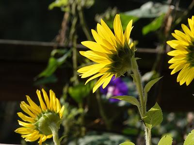 Flowers Still Bloom
