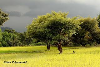 Why Indian farmers must give preference to less water consuming crops.