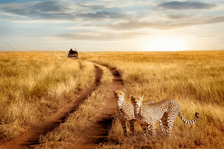 How to Plan the Perfect African Safari