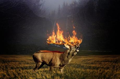 Gaia’s Calling Through Fires • We Blog The World