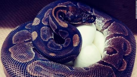 Ball python at Saint Louis Zoo lays eggs even though she hasn’t been around a male in years