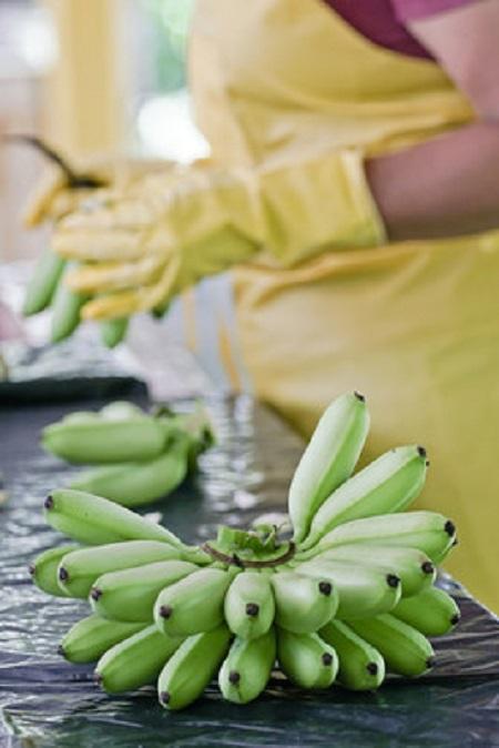 Costa Rica goes bananas with world exports
