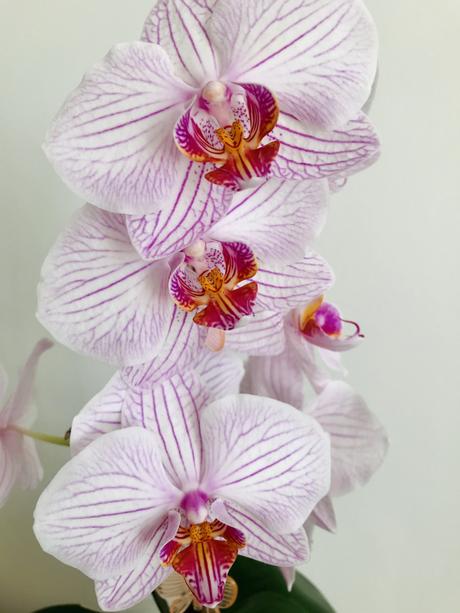 Keeping my Orchid