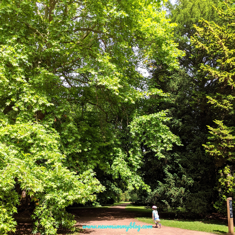 Westonbirt Arboretum review – fun family days out post-lockdown near Cheltenham