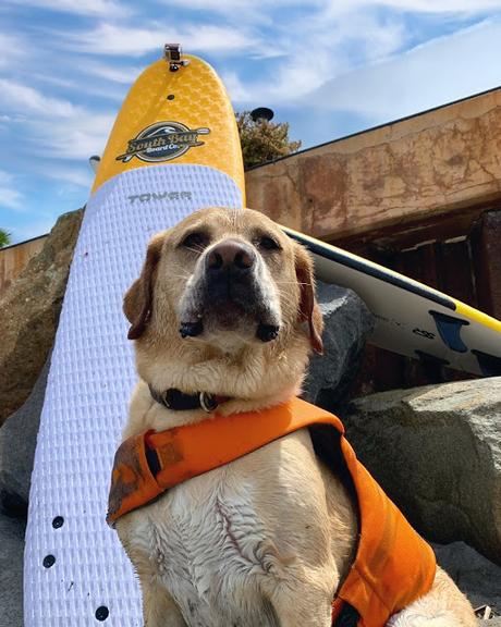 Helen Woodward Animal Center's 15th Annual Surf Dog Surf-A-Thon Goes Global to Help Orphan Pets [Video Included]
