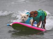 Helen Woodward Animal Center's 15th Annual Surf Surf-A-Thon Goes Global Help Orphan Pets [Video Included]