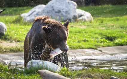 Grizzly bear eating a trout near Yellowstone National park