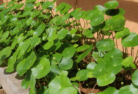 Brahmi: an ancient herb, a powerhouse of goodness