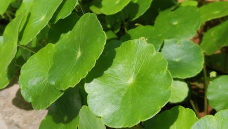 Brahmi: an ancient herb, a powerhouse of goodness