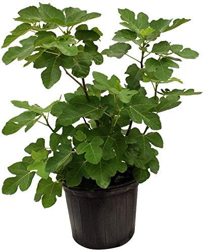 Chicago Hardy, Celeste, Brown Turkey, Black Mission Fig Perennial Tree- 6-8 inches