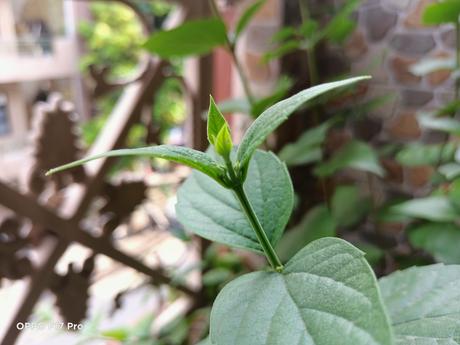 Oppo F17 Pro Review: Mixed bag or Perfect?