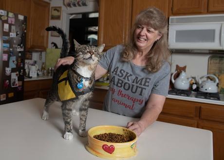 According to New Survey, 85% of Cat Owners Experience Therapeutic Benefits from Their Cat