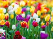 Should Deadhead Tulips? (And When