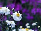 Plants Need (Ultraviolet Light) Light Grow?