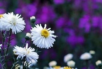 Do Plants Need UV (Ultraviolet Light) Light to Grow ...