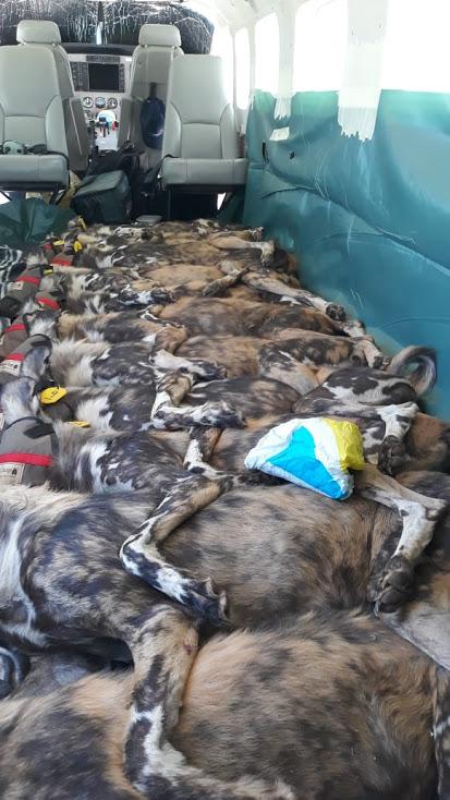 African wilddogs relocated to Mozambique