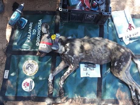 African wilddogs relocated to Mozambique