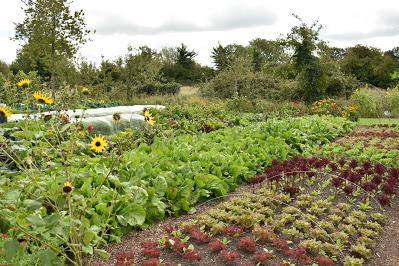 A morning of No Dig Gardening with Charles Dowding