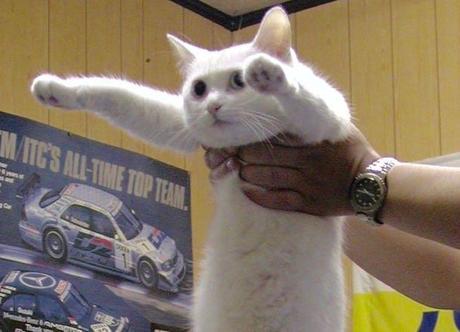 Longcat, the internet meme icon, dies aged 18