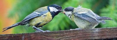 Parent great tit feeding hatchling.  Image courtesy madmcmojo.