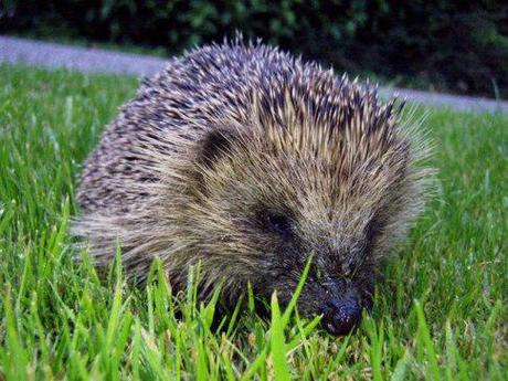 Obesity Epidemic Hits Hedgehog In England