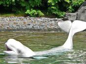 Beluga Whale Latest Resident Labrador