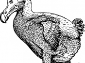 Featured Animal: Dodo