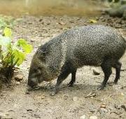 Collared Peccary