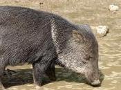 Featured Animal: Collared Peccary