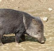 Collared Peccary