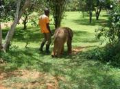 Elephant Encounter!