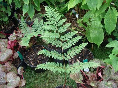Cottesbrooke Gardeners' Fair 2012