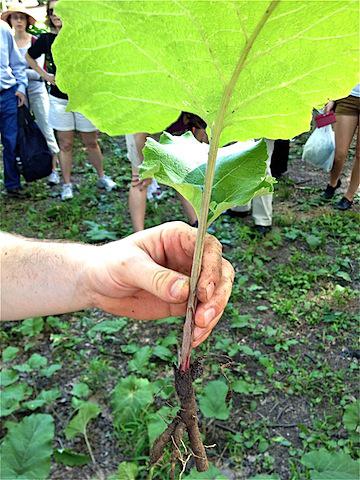 burdock root.jpg