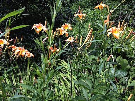 day lilies.JPG