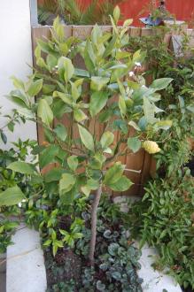 Citrus × limon 'Eureka' (22/05/2012, London)