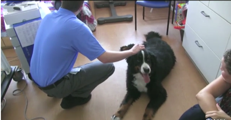 Hospitals Allow Patients’ Own Dogs to Visit