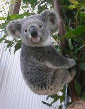 Australian Koala