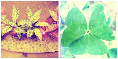 some plants at our front yard this leaf is shaped like a butterfly