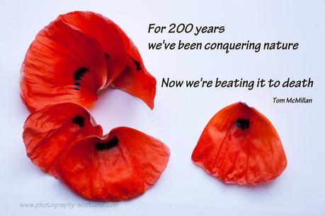 Poster - poppy petals 'We're beating nature to death'