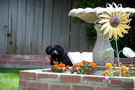 birdbathtrouble