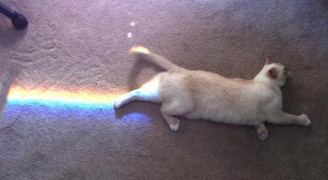 Nyan Cat Lives! Nine Cute Real Live Nyan Cats