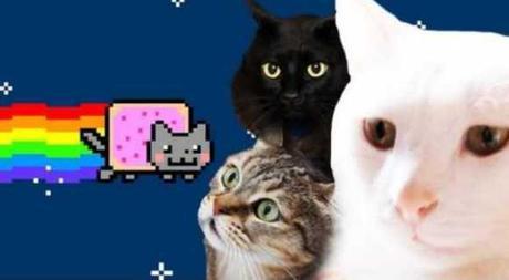 Nyan Cat Lives! Nine Cute Real Live Nyan Cats