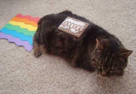 Nyan Cat Lives! Nine Cute Real Live Nyan Cats