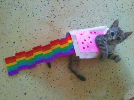 Nyan Cat Lives! Nine Cute Real Live Nyan Cats