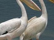 Lucy Ricky, African Great White Pelicans Scene Stealers "Dolphin Tale"