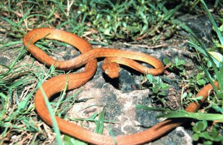 People Of Guam At War With Brown Tree Snakes