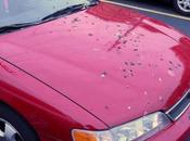 Birds Target Cars, According Cleaning Company