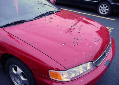 Birds target red cars, according to study.