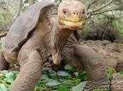 Lonesome George, Last Galapagos Pinta Tortoises, Dies