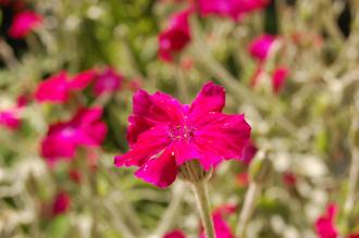 Lychnis coronaria Flower (24/06/2012, London)